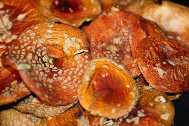 Güzel, parlak, kurutulmuş mantarlar kırmızı, sineksi, makro çekim..