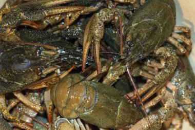 Pençeli, makro vuruşlu bir sürü canlı kerevit..
