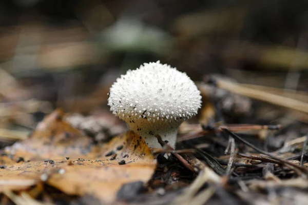 Mushroom Lycoperdon Perlatum Common Puffball Warted Puffball Forest Close Macro — Stock Photo, Image