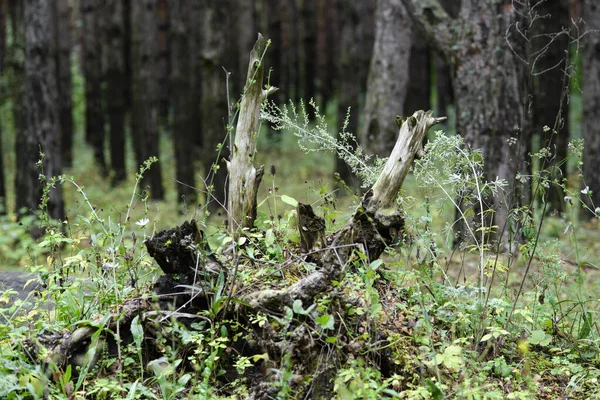 The roots and trunk of a broken tree among different herbs (including wormwood) in a pine forest, close-up