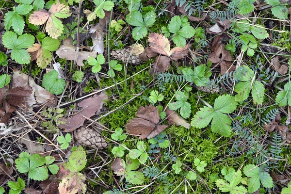 Vrh Jehličnatého Lesa Konci Léta Obsahující Jahodové Listy Borové Šišky — Stock fotografie