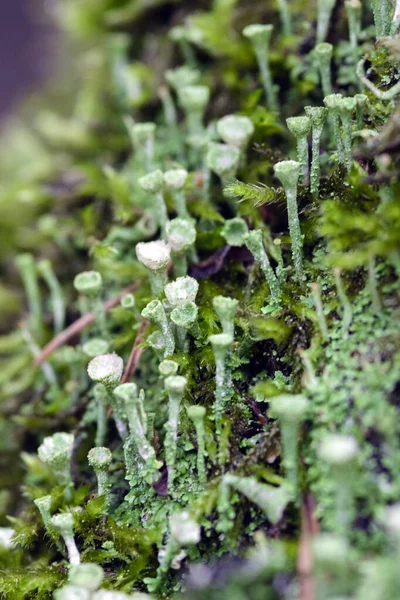 Bellissimo Muschio Lichene Cladonia Chlorophaea Macro Shot — Foto Stock