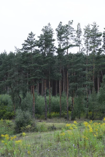 Borda Floresta Pinheiros Grama Prado Primeiro Plano — Fotografia de Stock