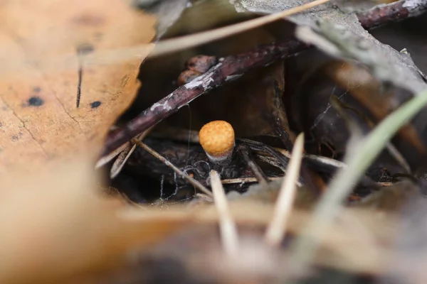 Mycket Liten Apelsinsvamp Som Växer Kullen Tallskog Bland Grenar Blad — Stockfoto