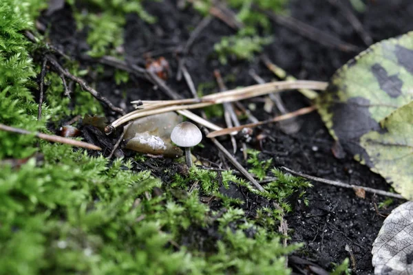 Ein Kleiner Hellgrauer Pilz Der Auf Dem Boden Einem Wald — Stockfoto