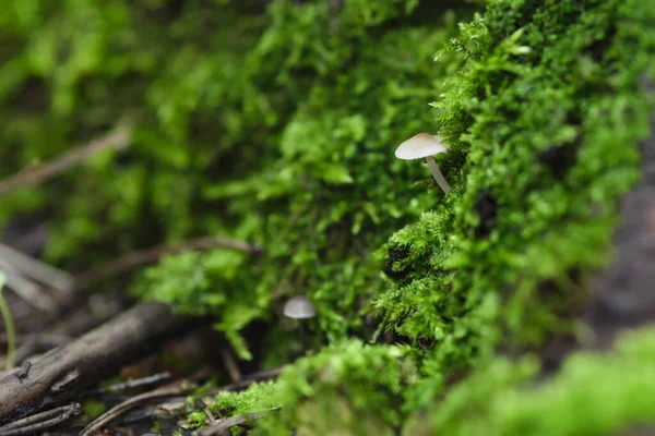 Beautiful Little Mushrooms Moss Rain Grow Vertically Macro Shot Blurry — Stock Photo, Image