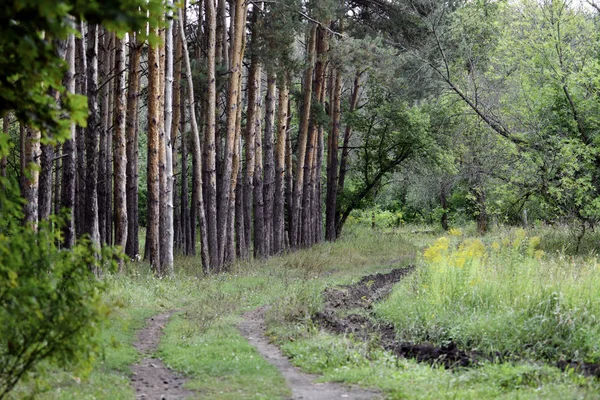 Çam Ormanı Çim Çayırı Arasındaki Yol — Stok fotoğraf