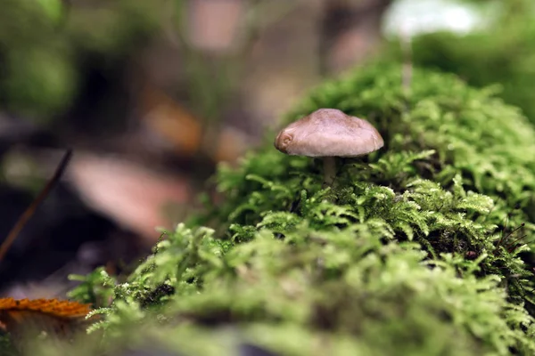 Pequeño Hongo Hermoso Que Crece Bosque Árbol Caído Entre Musgo —  Fotos de Stock