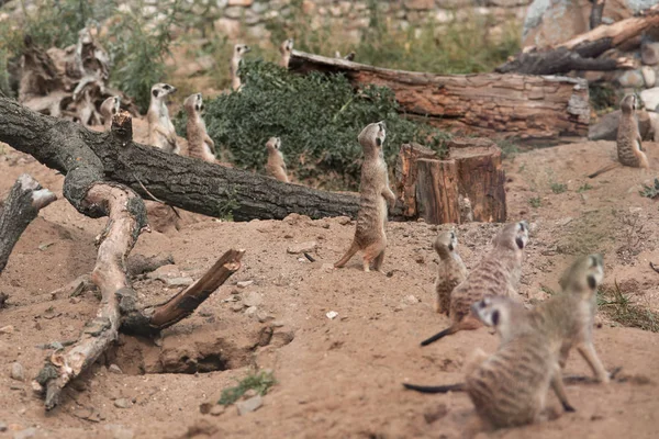 Alarmed Meerkats Look Sand Trees — 스톡 사진