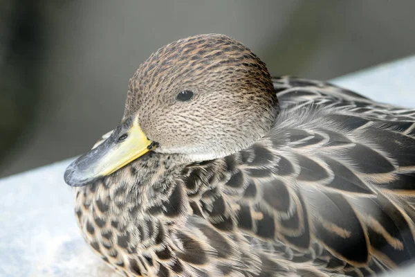 Portrait Duck Close — Stock Photo, Image