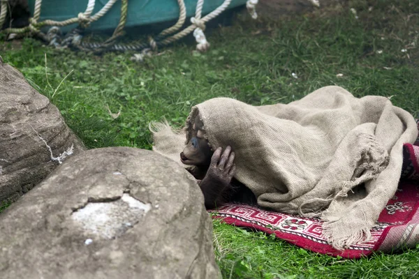 Bir bebek maymun tuvalin altında saklanıyor ve ağzında yemek tutuyor..