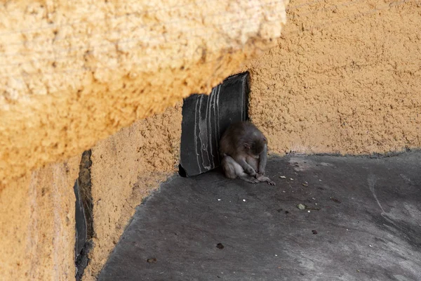 Monkey Sitting Corner Brushing His Coat — 스톡 사진