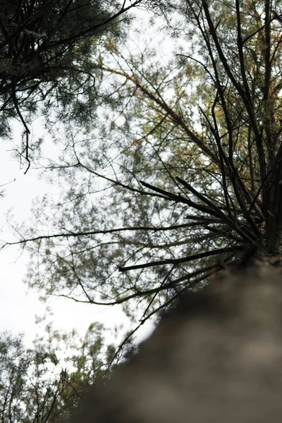 枝の幹と空に対する松の針 クローズアップ — ストック写真