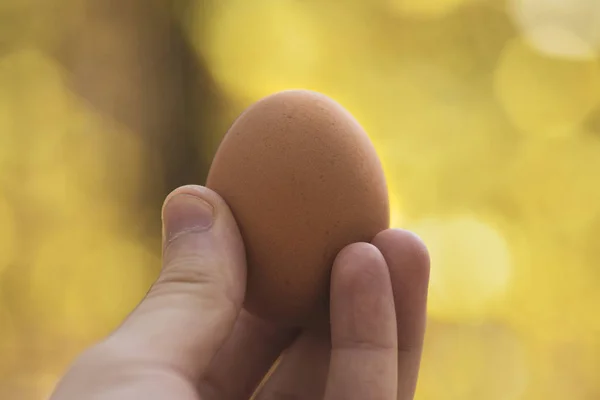 Chicken egg in hand, close-up with a beautiful blurry yellow background.