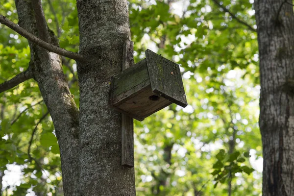 Odwrócony Domek Dla Ptaków Drzewie Lesie Zbliżenie — Zdjęcie stockowe