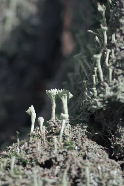 Belo Líquen Cladonia Deformis Uma Casca Árvore Uma Floresta Tiro — Fotografia de Stock