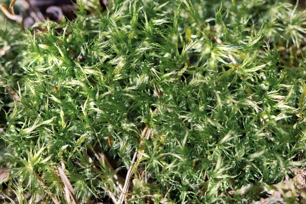 Belo Musgo Verde Macro Shot — Fotografia de Stock