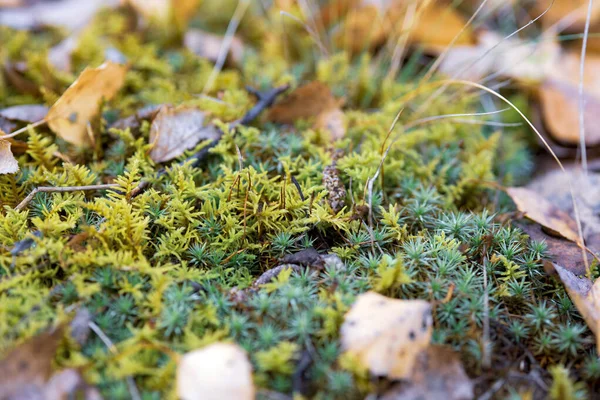 Sonbaharda Bir Ormanda Sarı Turkuaz Yosun Arka Planda Bulanık Makro — Stok fotoğraf
