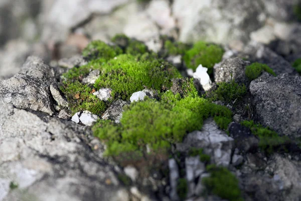 Hellgrünes Moos Auf Hellen Steinen Makroaufnahme — Stockfoto