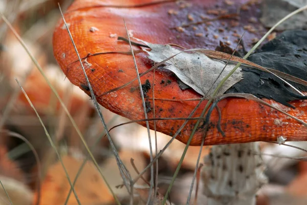 Гриб Amanita Muscaria Осеннем Лесу Макроснимок Размытом Фоне — стоковое фото