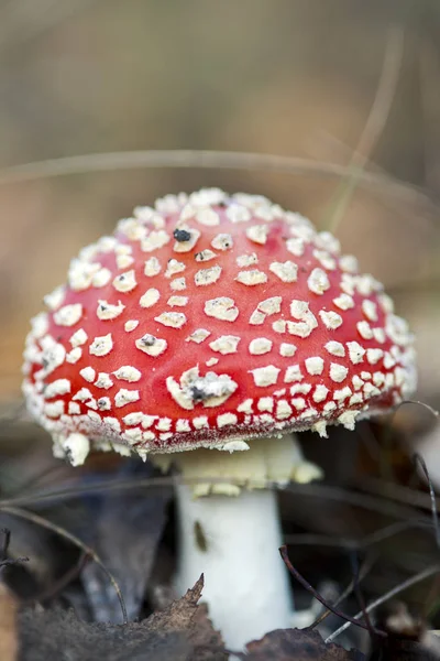 Amanita Muscaria Mushroom Autumn Forest Macro Shot Blurry Background — Stock Photo, Image