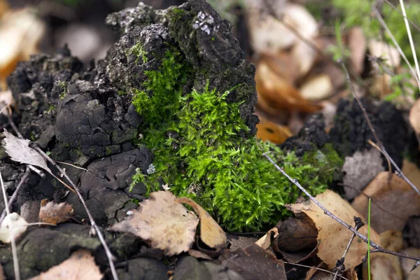 Világos Zöld Moha Őszi Erdőben Lehullott Levelek Között Makró Lövés — Stock Fotó