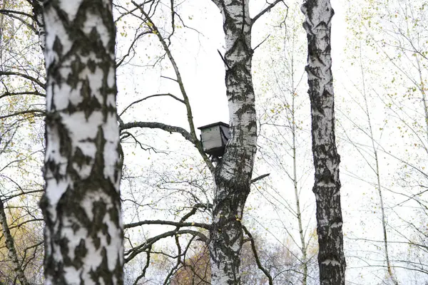 Wooden Box Birch Autumn Forest Beehive Wild Bees — Stok fotoğraf