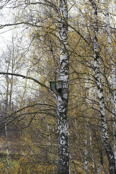 秋の森の白樺の上の木箱 野生のミツバチのための蜂の巣 — ストック写真
