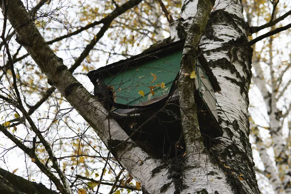 Дерев Яна Коробка Березі Осінньому Лісі Вулик Диких Бджіл Крупним — стокове фото