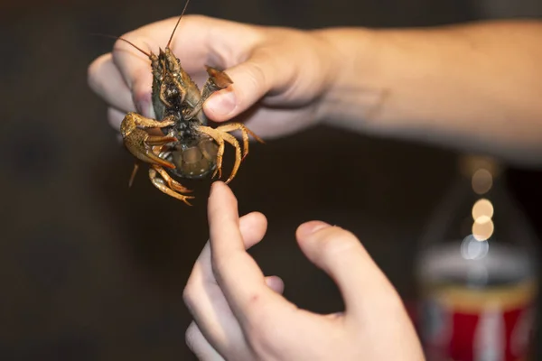 Live crayfish with claws in hand, close-up with blurry background.