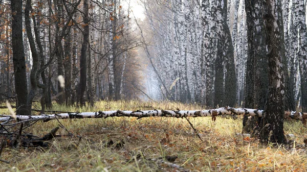 太陽の下でロシアの秋の森 白樺や草の美しい風景 — ストック写真