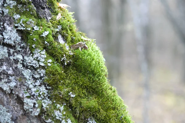Beautiful bright green moss on a tree trunk in the autumn forest, close-up with a blurred background.