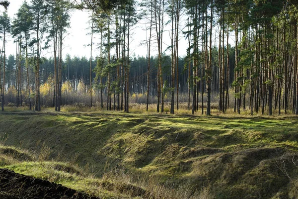 Autumn Russian Pine Fighting Ravine Sun Landscape — Stok fotoğraf