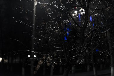 Raindrops on tree branches at night in the city against the background of city lights, close-up with a blurred background.