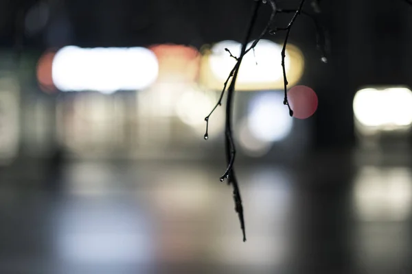 Regndroppar Ett Träd Gren Natten Staden Mot Bakgrund Stadens Ljus — Stockfoto