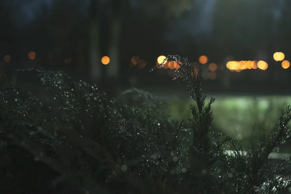 Bush Raindrops Branches Night Background City Lights Close — ストック写真