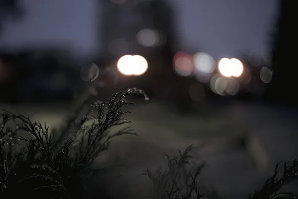 Bush Raindrops Branches Night Background City Lights Close — ストック写真