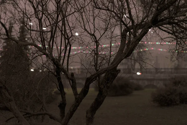 Old Withered Tree Raindrops Branches Background Festive Lights City Night — ストック写真