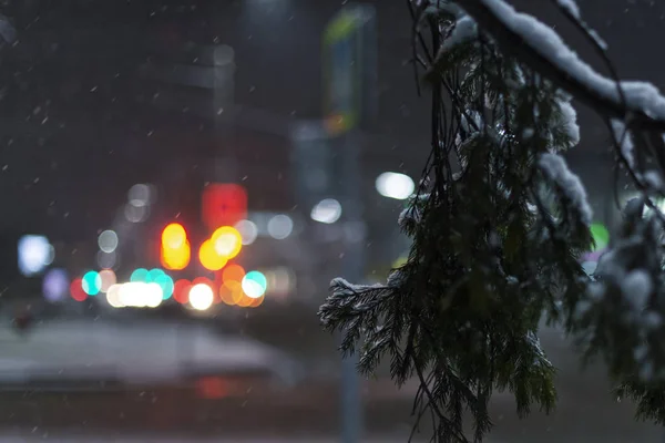 Snow Covered Spruce Branch Background Falling Snow City Lights Night — Stock Photo, Image