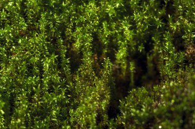 Islak yeşil yosun, makro çekim.