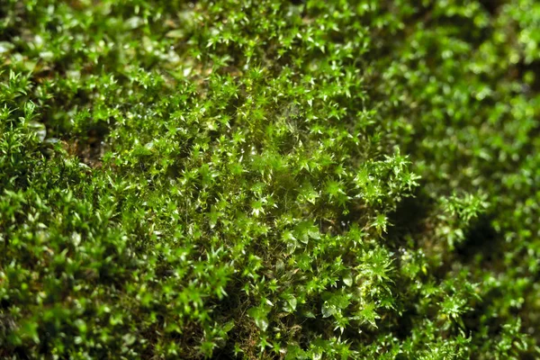 湿透的亮绿色苔藓 宏观射精 — 图库照片