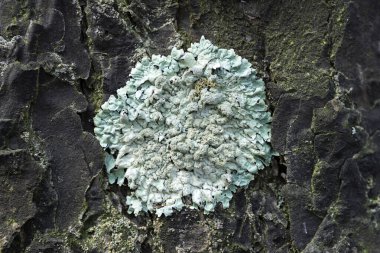 Lichen Parmelia sulcata ormanda çam kabuğu üzerinde, yakın plan, makro çekim.