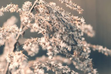 Şafak vakti kurumuş bitki, arka planda bulanık makro çekim..