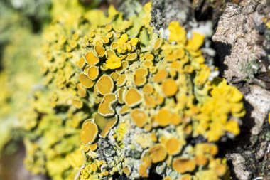 Bir ağaç kabuğunda parlak sarı liken Xanthoria parietina, yakın plan, bulanık arkaplan ile makro çekim.