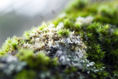 Ağaç kabuğunda yetişen çok renkli yeşil ve bej rengi yosun. Arka planda bulanık makro çekim..