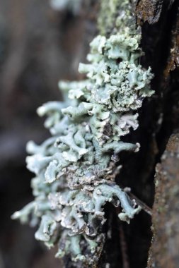Lichen Hypogymnia filozofları ağaç kabuğunda, bulanık arkaplanlı makro çekim.