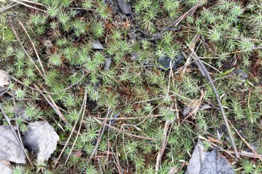 Bahar çam ormanında yeşil yosun ve kuru yaprak dokusu, üst manzara, makro çekim..