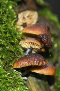 Yeşil yosunların arasında yetişen ağaçta yetişen Flammulina velülopları, yakın plan bulanık arkaplan..