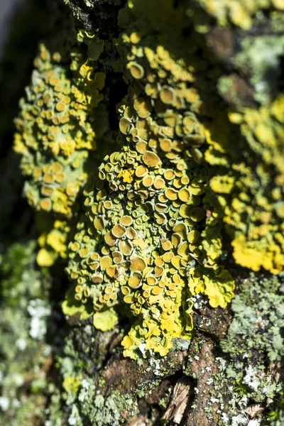 Jasně Žlutozelený Lišejník Xanthoria Parietina Stromové Kůře Zblízka Makro Záběr — Stock fotografie