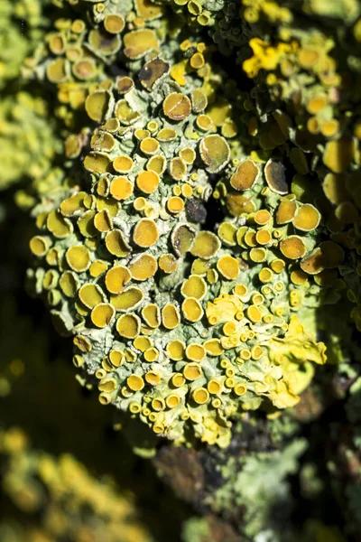 Líquen Amarelo Verde Brilhante Xanthoria Parietina Casca Árvore Close Macro — Fotografia de Stock